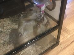 -藦茜花园宠物主题亲子互动体验馆(国顺东路店)