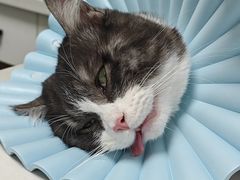 -贝康宠物医院·犬猫全科·小动物特色诊疗中心(东环路店)