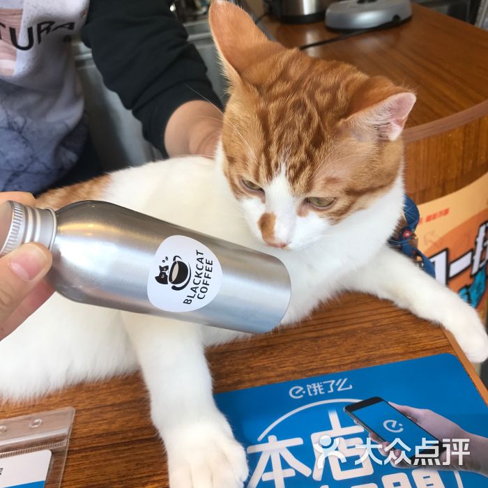 黑猫咖啡图片 - 第1张