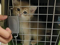 -动物缘宠物医院·骨科·猫科(西二环店)