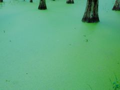 -艾溪湖湿地公园