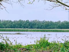 -大湾区中央湿地公园