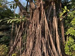 -人民公园(罗湖区)