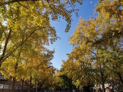 -三里屯东五街银杏大道