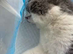 -瑞派天使宠物医院·神经外科·骨科·核磁(洛川中路店)