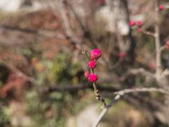 -江宁织造博物馆