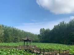 -合肥滨湖国家森林公园