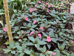 -中国科学院西双版纳热带植物园