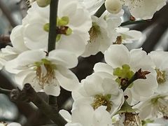 -北京鹫峰国家森林公园