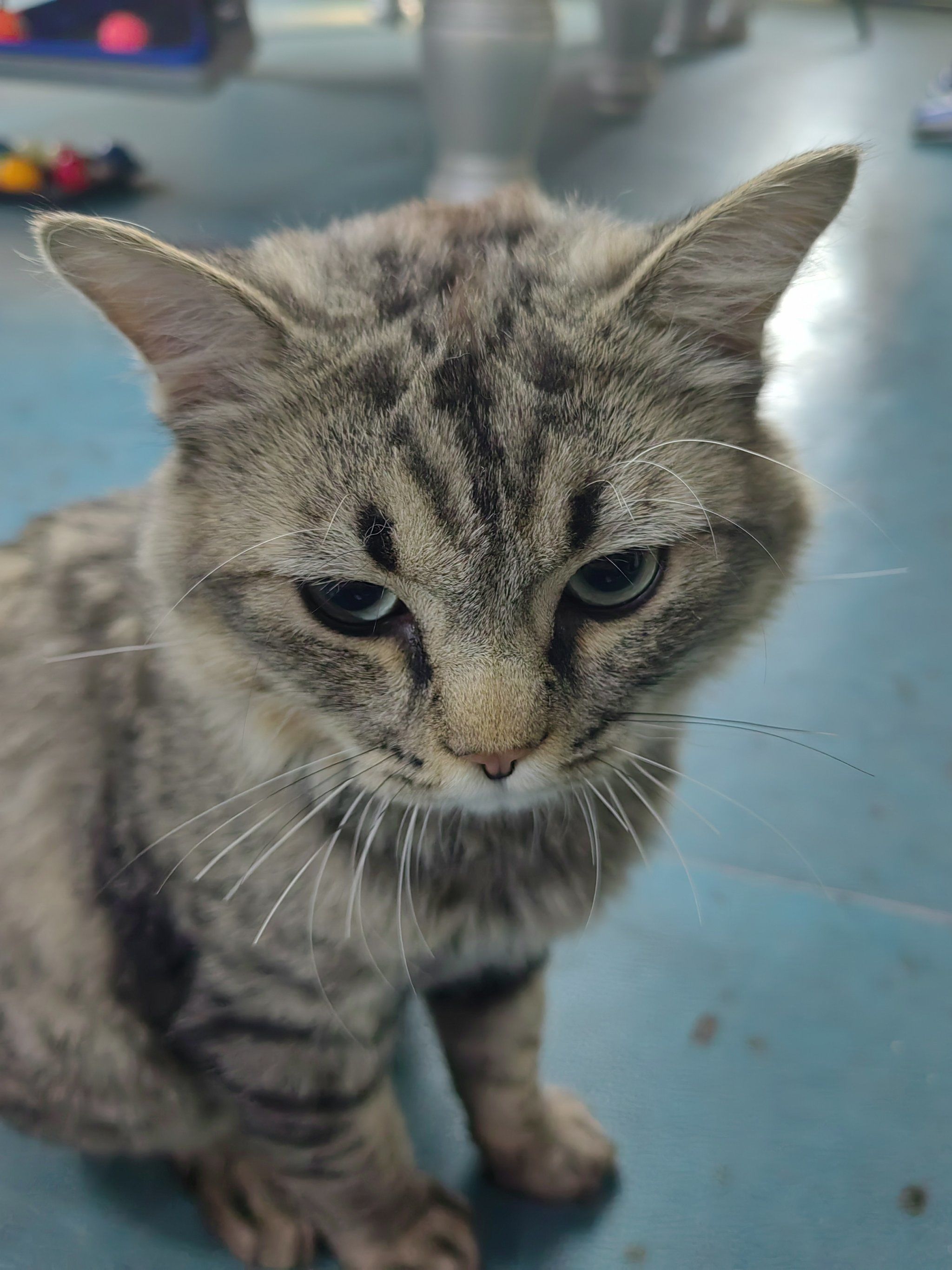 愁眉苦脸的小猫咪