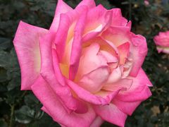 -人民公园(罗湖区)