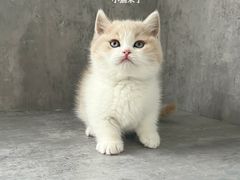 -小猫来了·猫舍(红山六九七九店)