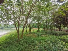 -广东花都湖国家湿地公园
