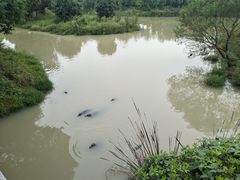 -中国扬子鳄村