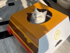 -飞行喵MR PILOT|猫舍·猫咖(静安大融城店)