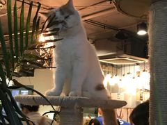 -共舞时光猫咖·狗咖(新街口店)
