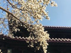 -灵谷景区