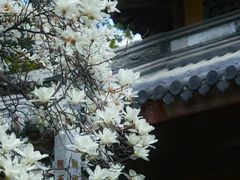 -龙华寺