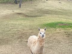 -深圳野生动物园