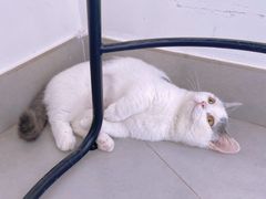 -Heymao猫咖.咖啡厅(东门店)