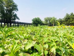-蒲河岛湿地公园