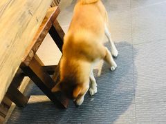 -柴源莊·柴小宠柴犬咖啡