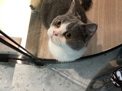 -飞行喵MR PILOT|猫舍·猫咖(静安大融城店)
