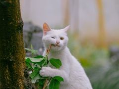 -联合动物医院(光谷诊疗中心)