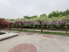 -嘉定紫藤园