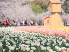 -苏州上方山国家森林公园