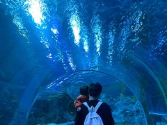 -芜湖新华联大白鲸海洋公园