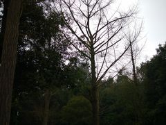 -邓小平故里