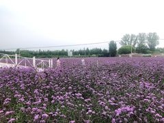 -北京东方普罗旺斯薰衣草庄园