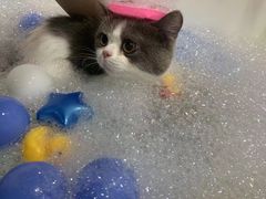-车接车送·寄养洗护·德文猫舍(大宁店)