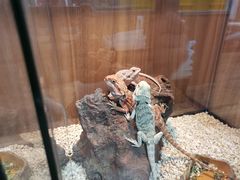 -酷以爬仙阁实体爬宠店·守宫·蜥蜴·专业繁育