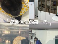 -派美特宠物医院·核磁CT·骨科肿瘤·疑难转诊(沈农禾丰店)