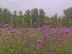 -紫海香堤香草艺术庄园