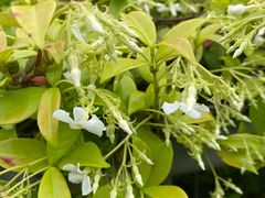 -春花秋色城市公园