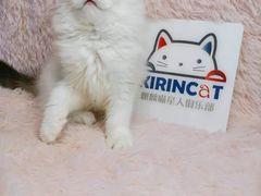 -十年猫舍·猫咪专门店(普陀店)