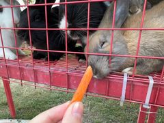 -杭州湾海上花田景区