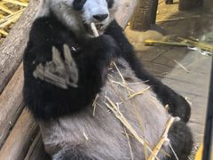 -深圳野生动物园