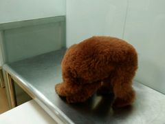 -瑞派·关忠动物医院·猫专科·犬专科(三环新城店)