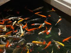 -龙悦湾酒家·八阵鱼生·渔人码头店