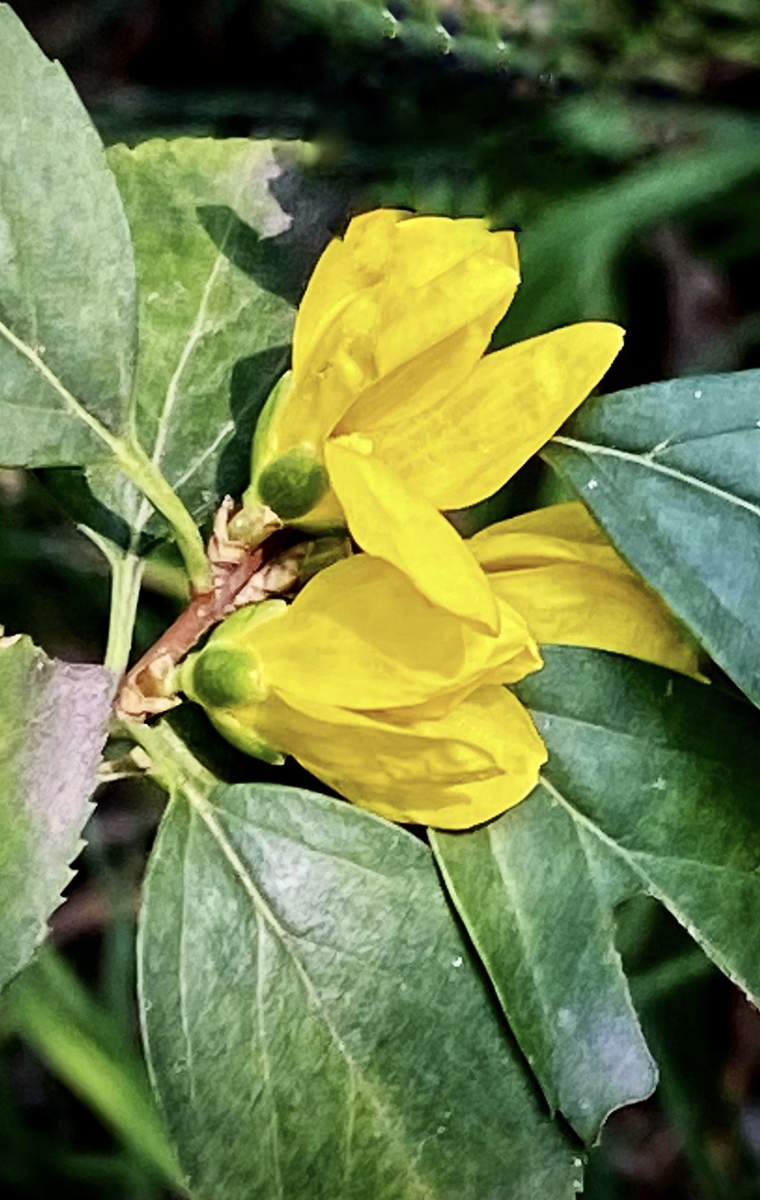 深秋又见春花开:连翘花开二度