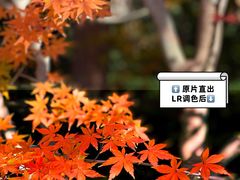 -上海吴淞炮台湾国家湿地公园