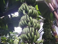 -呀路古热带植物园