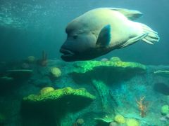 -悉尼海洋生物水族馆