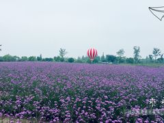 马鞭草-歌斐颂巧克力小镇