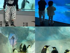 -海合安成都极地海洋公园