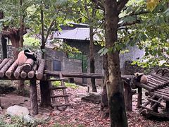 -都江堰中华大熊猫苑